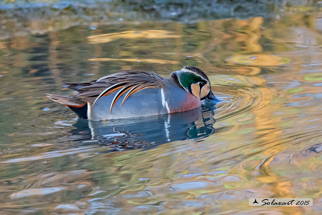 Sibirionetta formosa; Alzavola asiatica; Baikal Teal