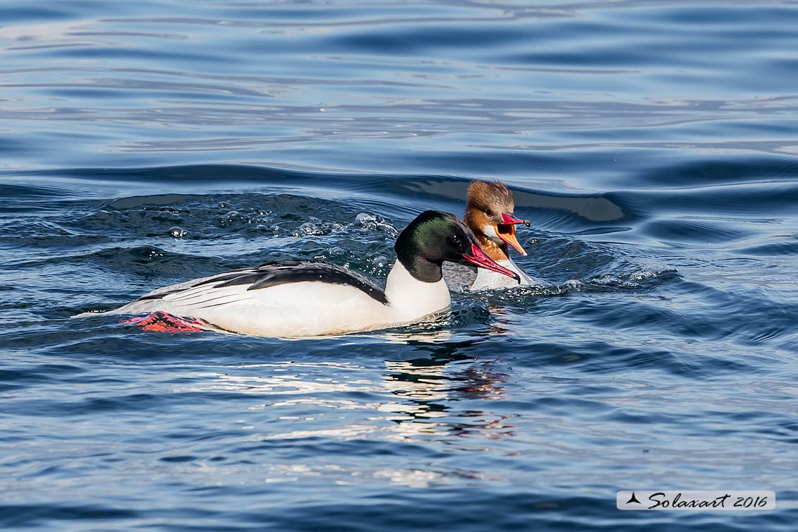 Mergus merganser: Smergo; Common merganser