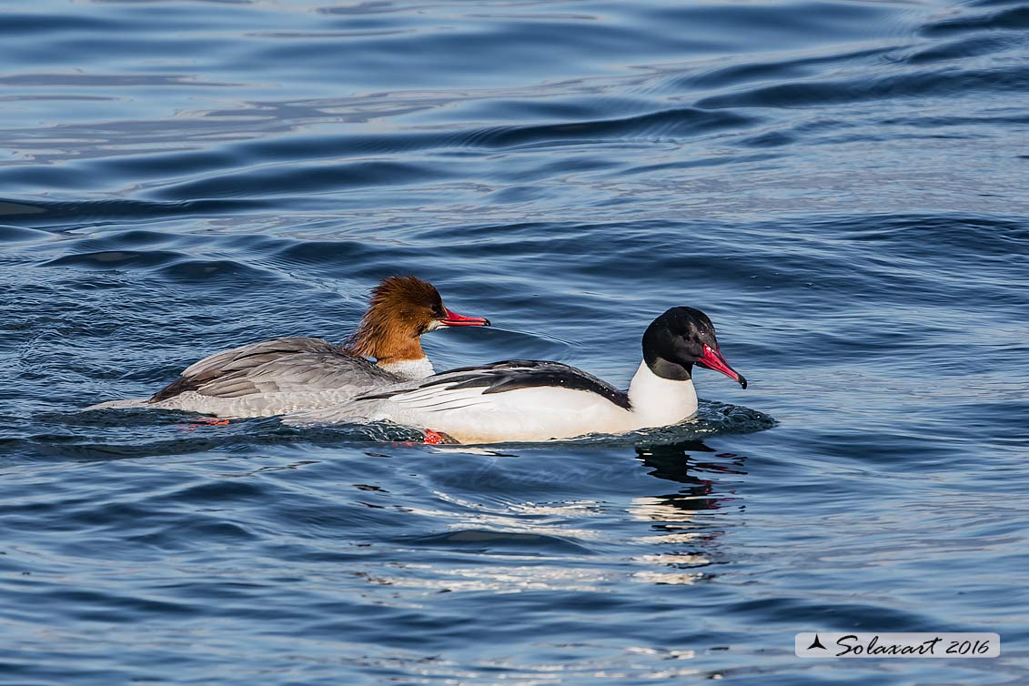 Mergus merganser: Smergo; Common merganser