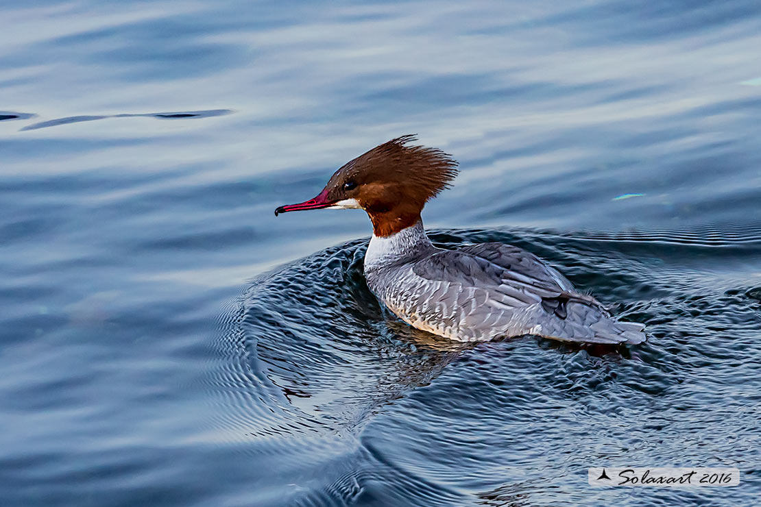 Mergus merganser: Smergo; Common merganser