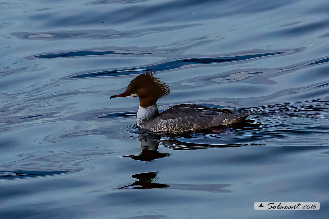 Mergus merganser: Smergo; Common merganser