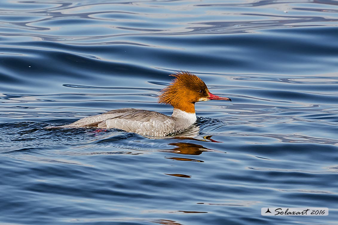 Mergus merganser: Smergo; Common merganser