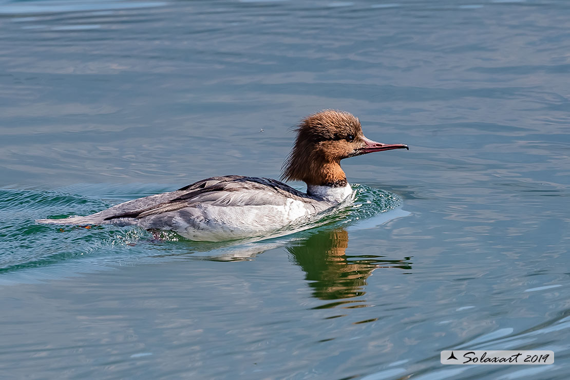 Mergus merganser: Smergo; Common merganser