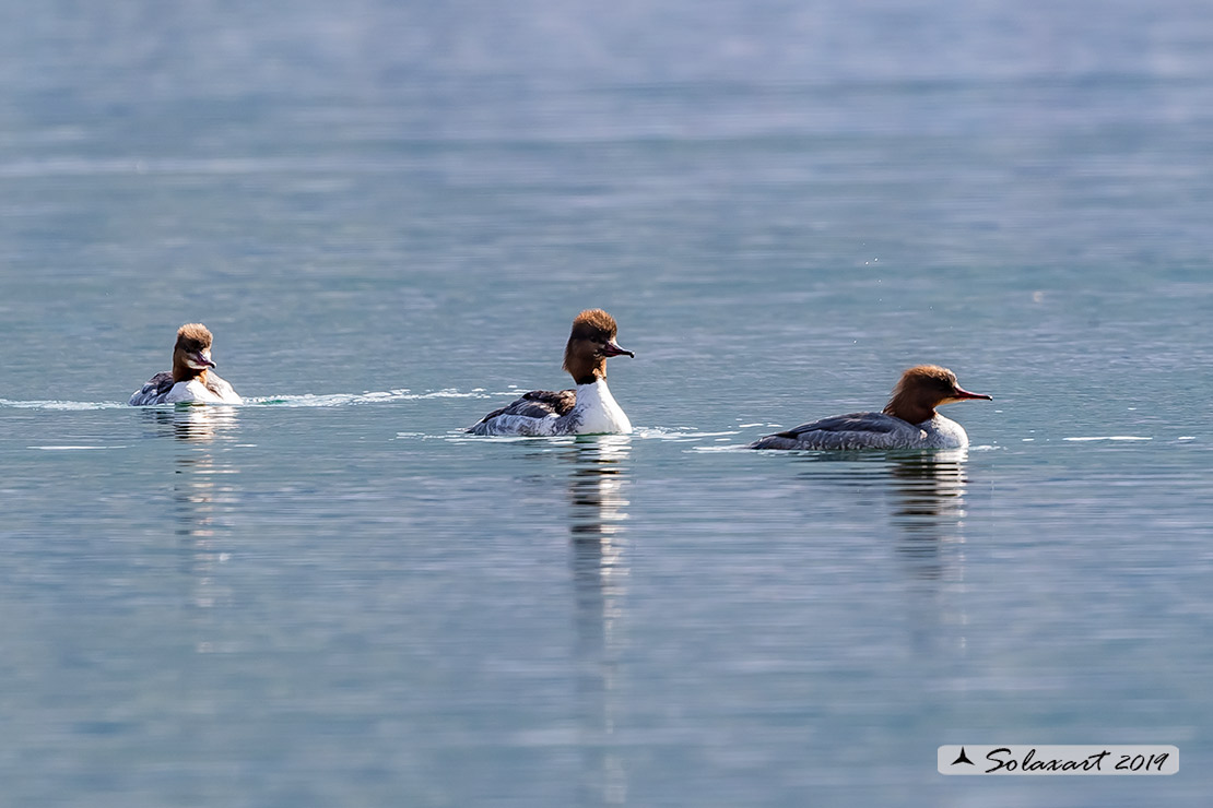 Mergus merganser: Smergo; Common merganser