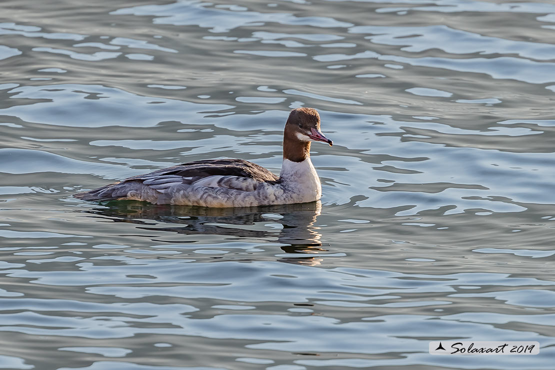 Mergus merganser: Smergo; Common merganser