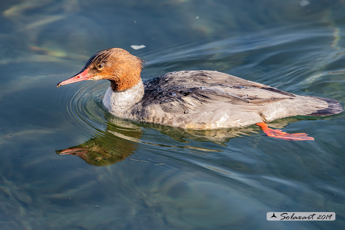 Mergus merganser: Smergo; Common merganser