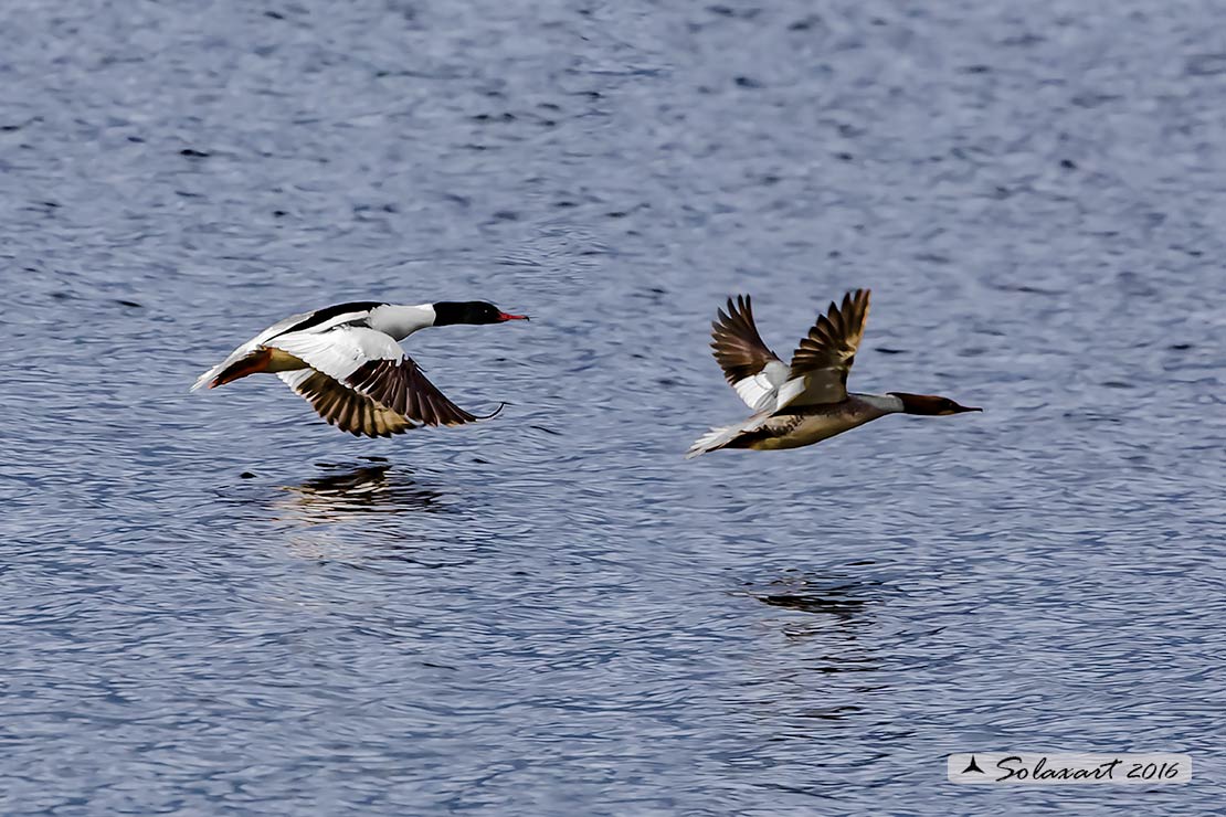 Mergus merganser: Smergo; Common merganser