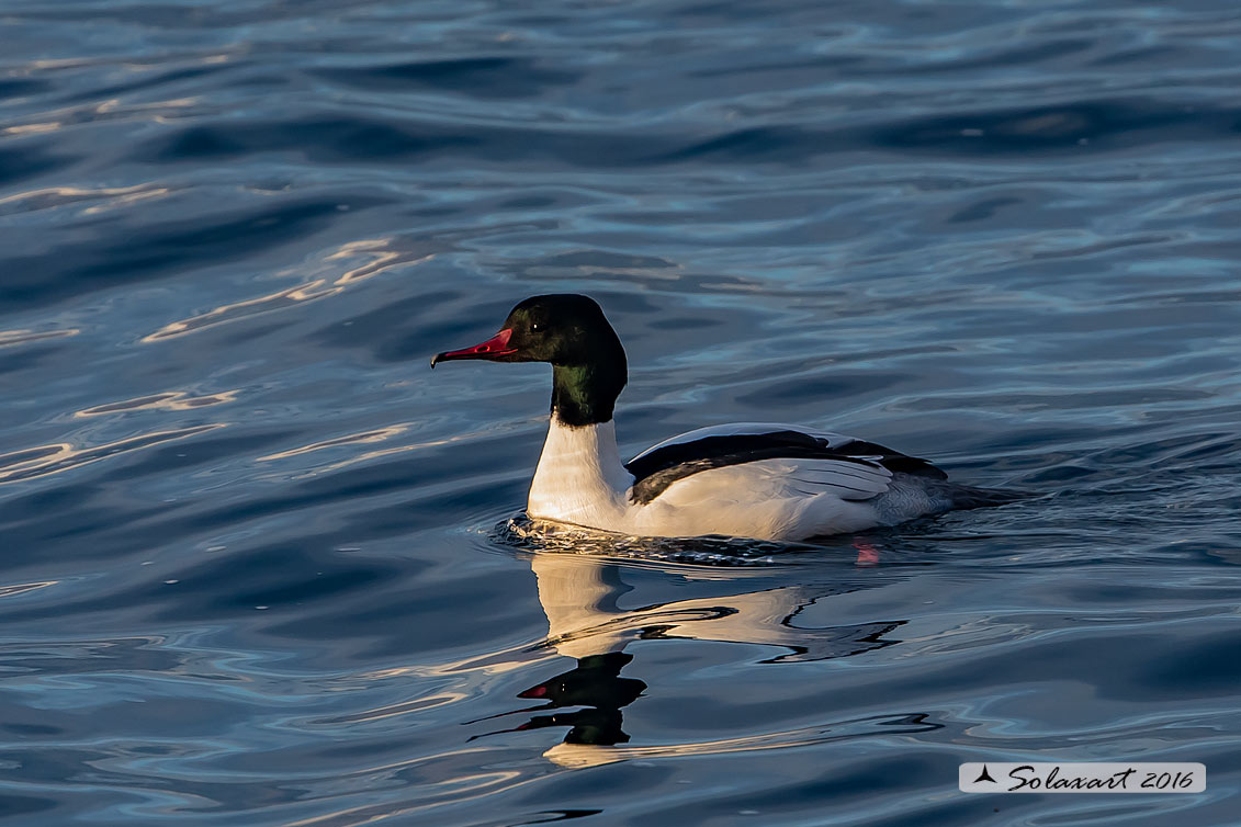 Mergus merganser: Smergo; Common merganser