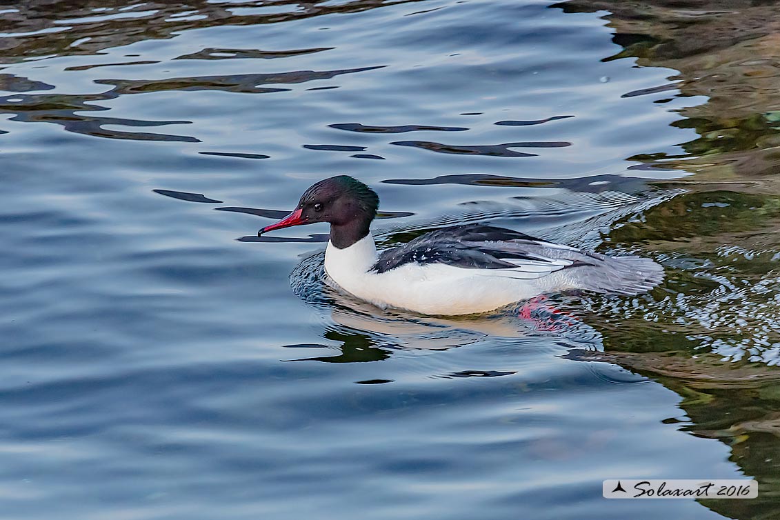 Mergus merganser: Smergo; Common merganser