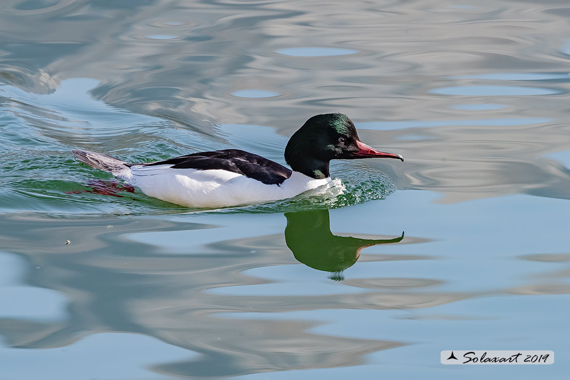 Mergus merganser: Smergo; Common merganser