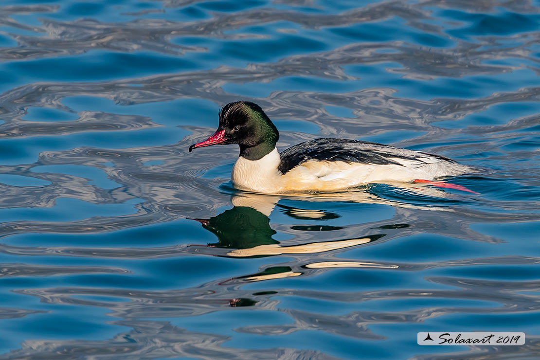 Mergus merganser: Smergo; Common merganser