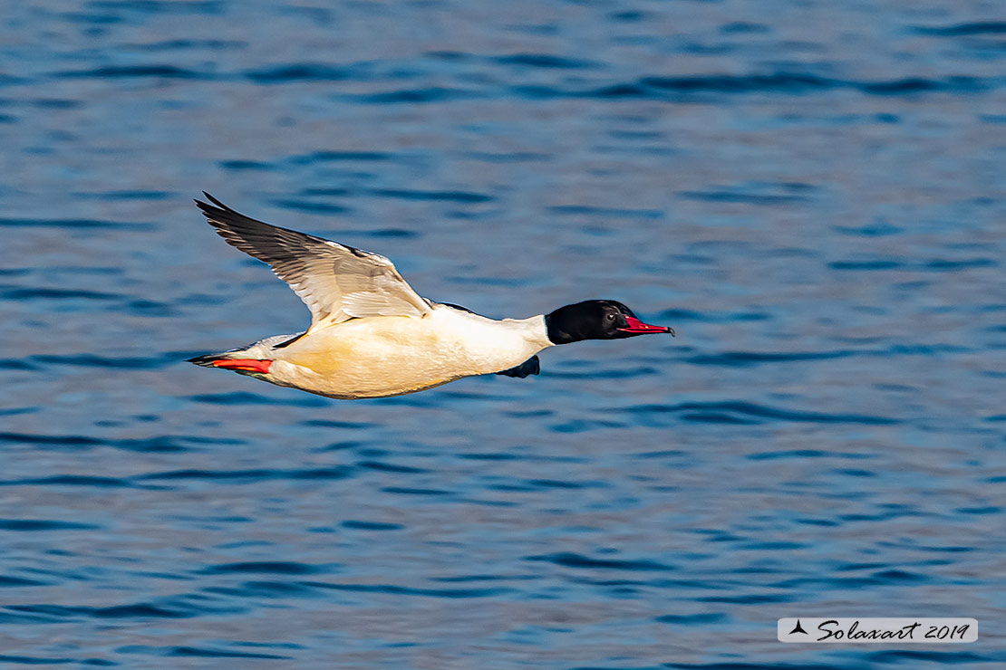 Mergus merganser: Smergo; Common merganser