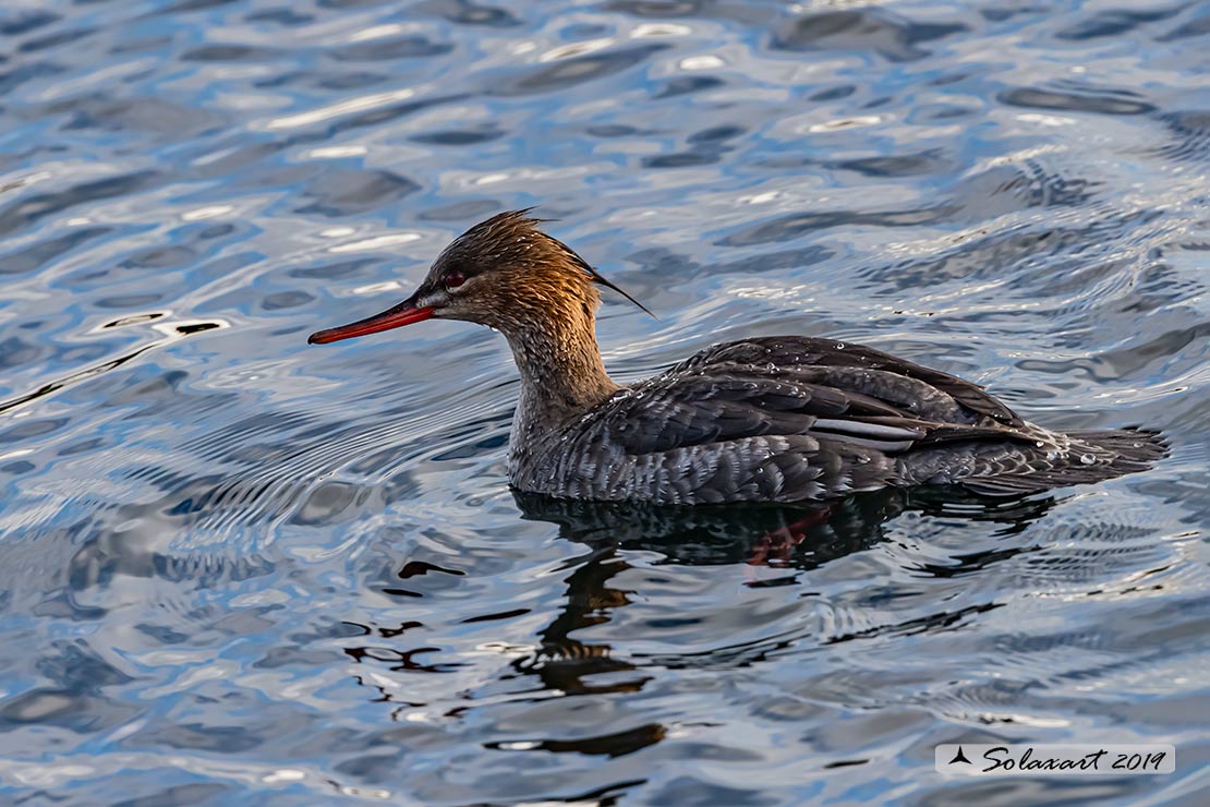 Mergus serrator: Smergo minore; Red-breasted merganser