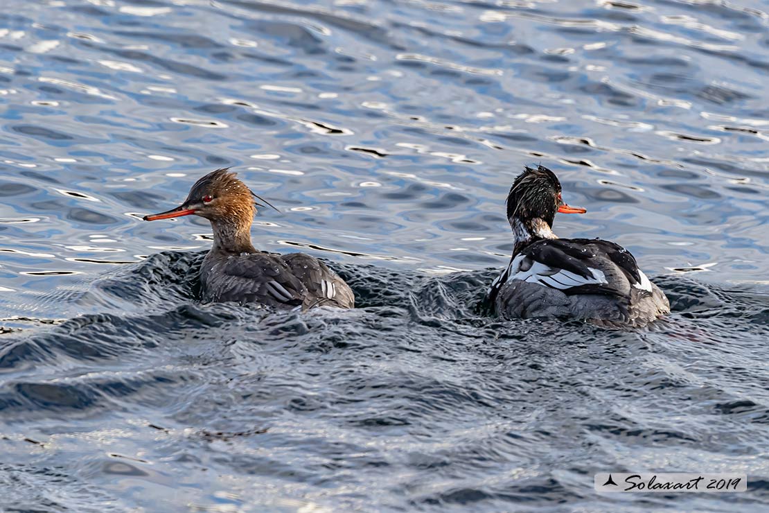 Mergus serrator: Smergo minore; Red-breasted merganser