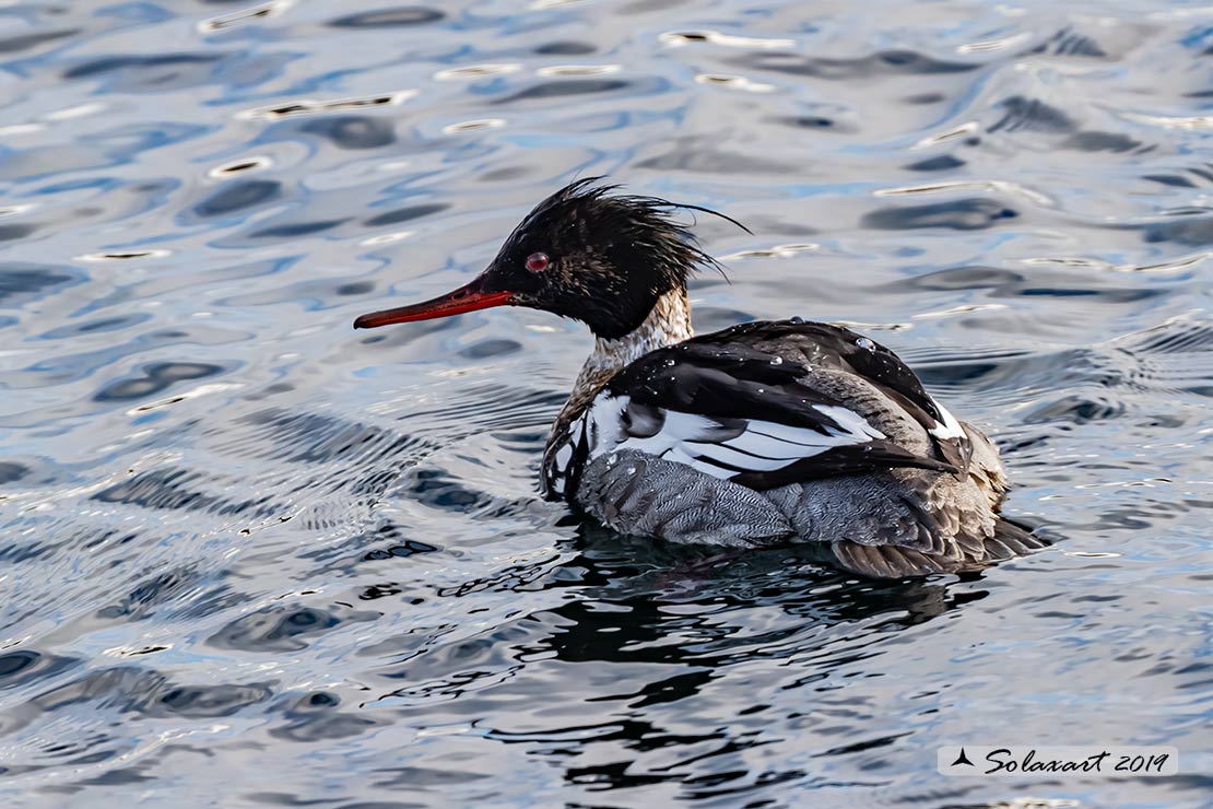 Mergus serrator: Smergo minore; Red-breasted merganser