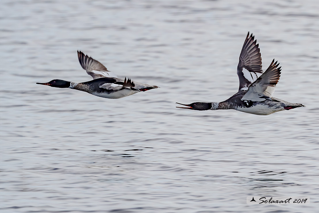 Mergus serrator: Smergo minore; Red-breasted merganser