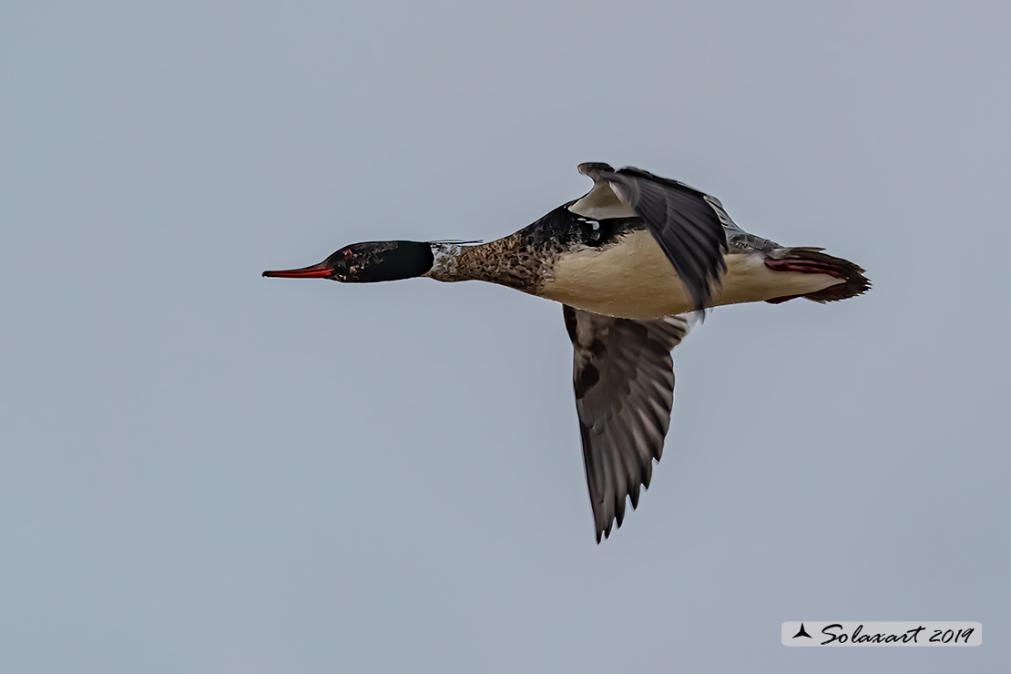 Mergus serrator: Smergo minore; Red-breasted merganser