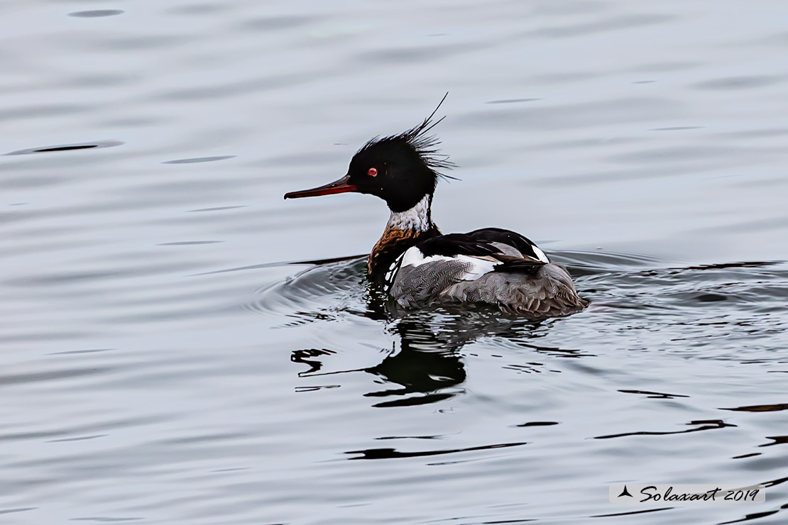 Mergus serrator: Smergo minore; Red-breasted merganser