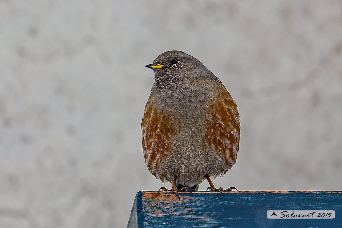 Prunella collaris: Sordone; Alpine accentor