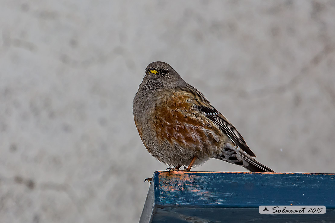 Prunella collaris: Sordone; Alpine accentor