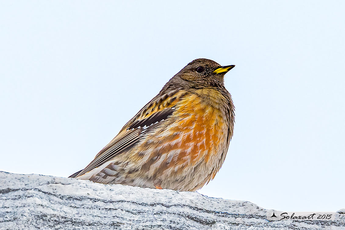 Prunella collaris: Sordone; Alpine accentor