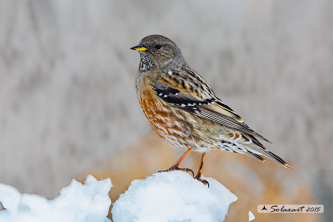 Prunella collaris: Sordone; Alpine accentor