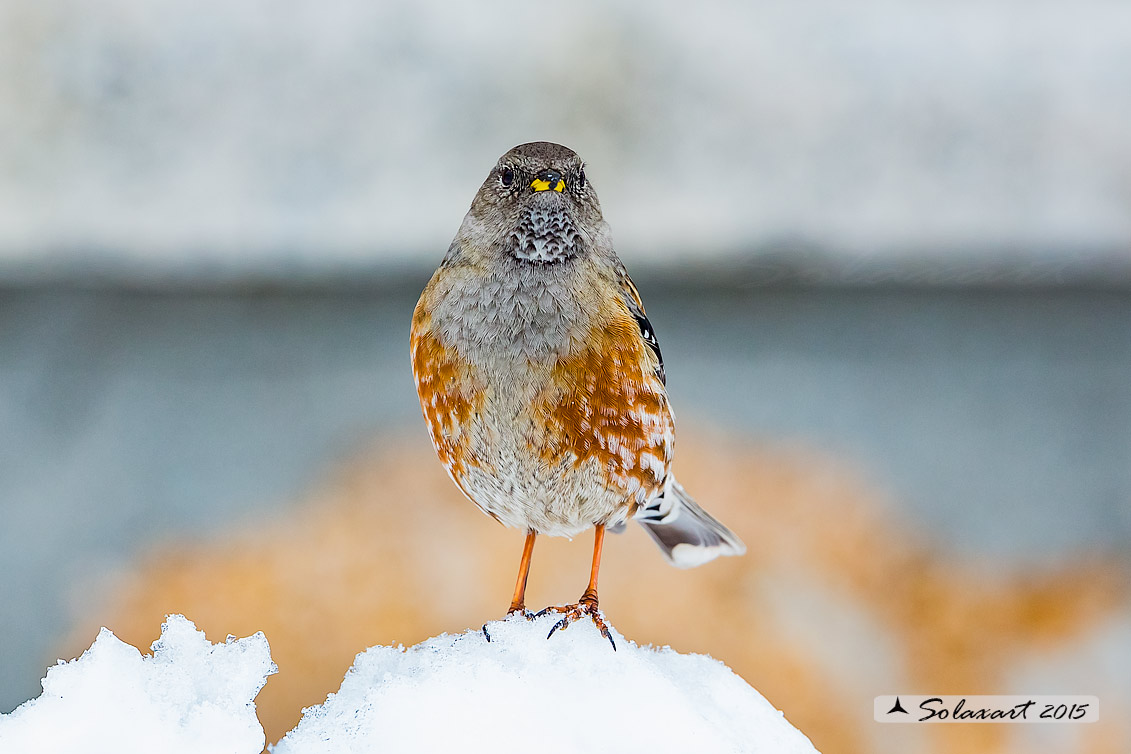 Prunella collaris: Sordone; Alpine accentor