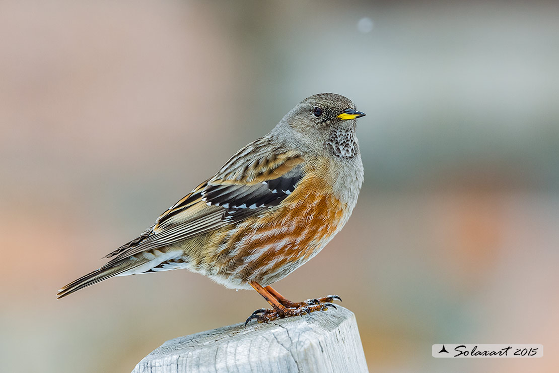 Prunella collaris: Sordone; Alpine accentor