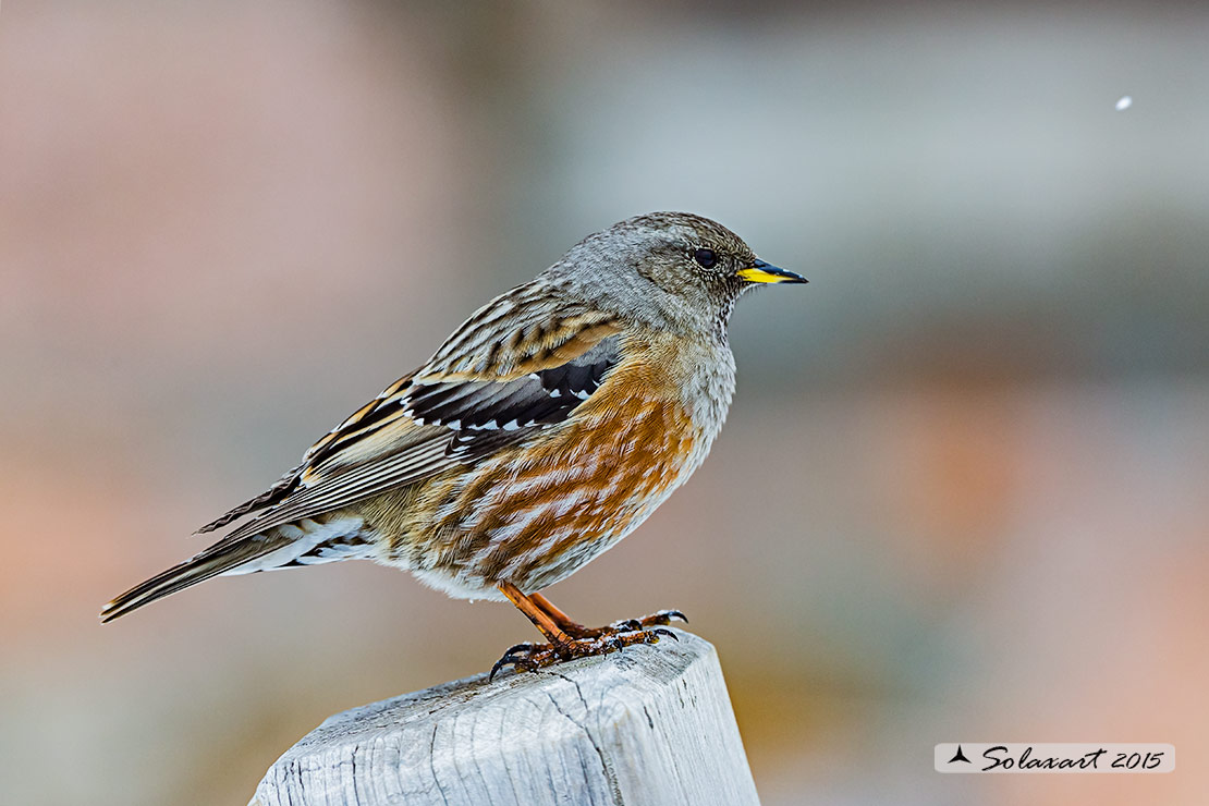 Prunella collaris: Sordone; Alpine accentor