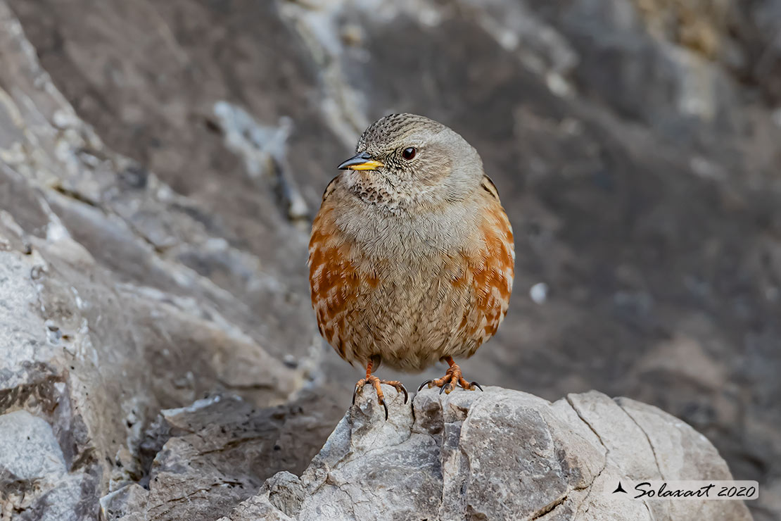 Prunella collaris: Sordone; Alpine accentor