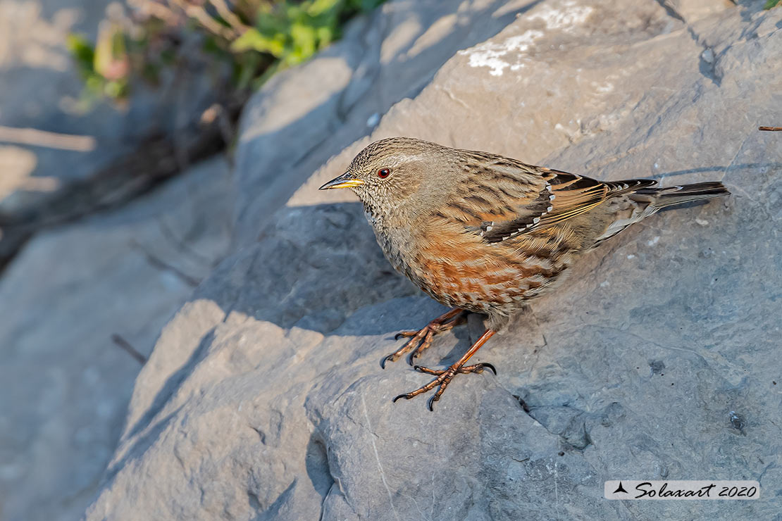 Prunella collaris: Sordone; Alpine accentor