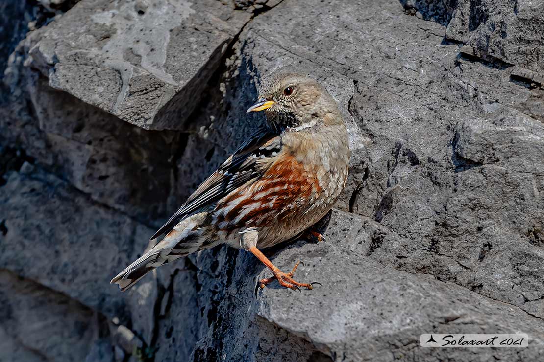 Prunella collaris: Sordone; Alpine accentor