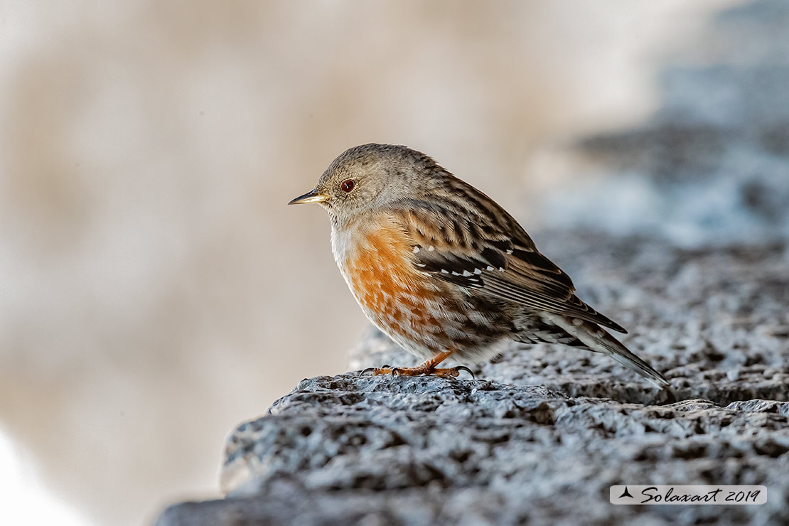 Prunella collaris: Sordone; Alpine accentor