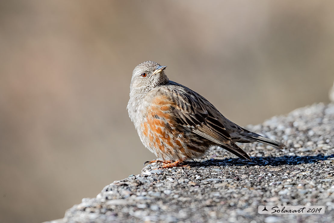 Prunella collaris: Sordone; Alpine accentor