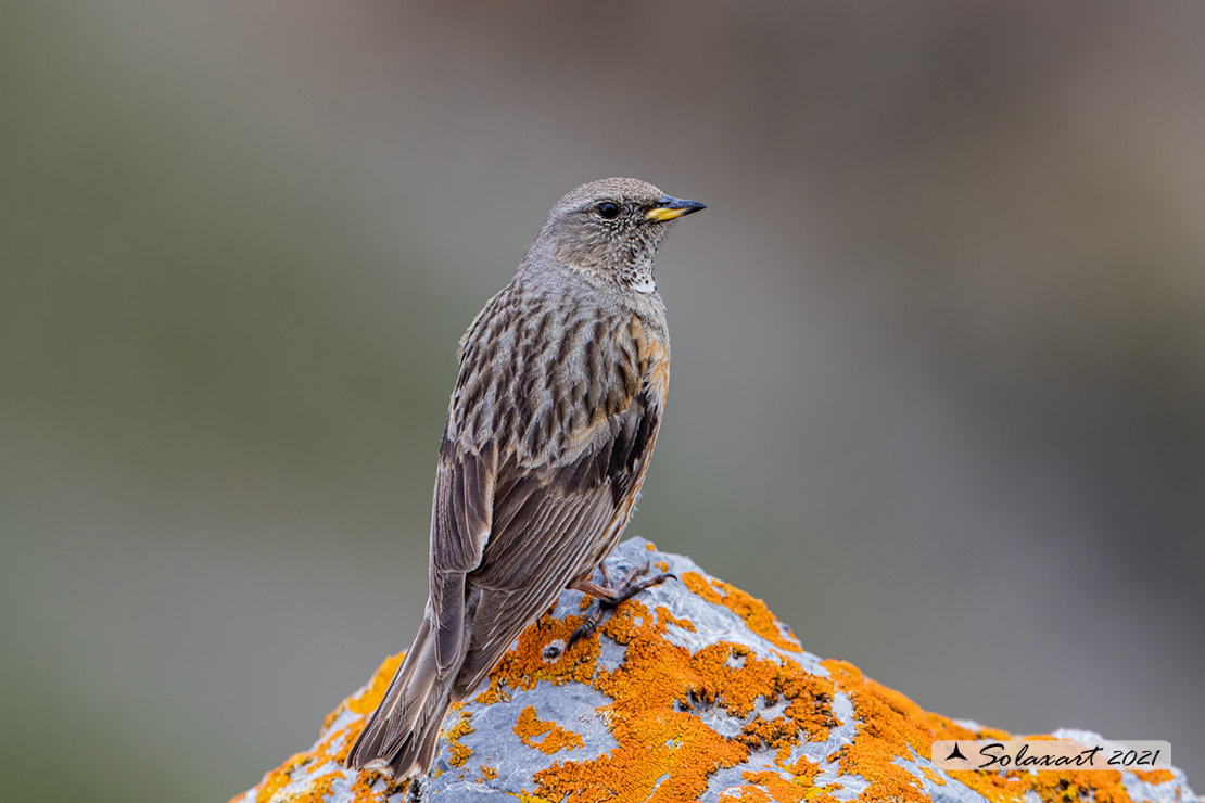 Prunella collaris: Sordone; Alpine accentor