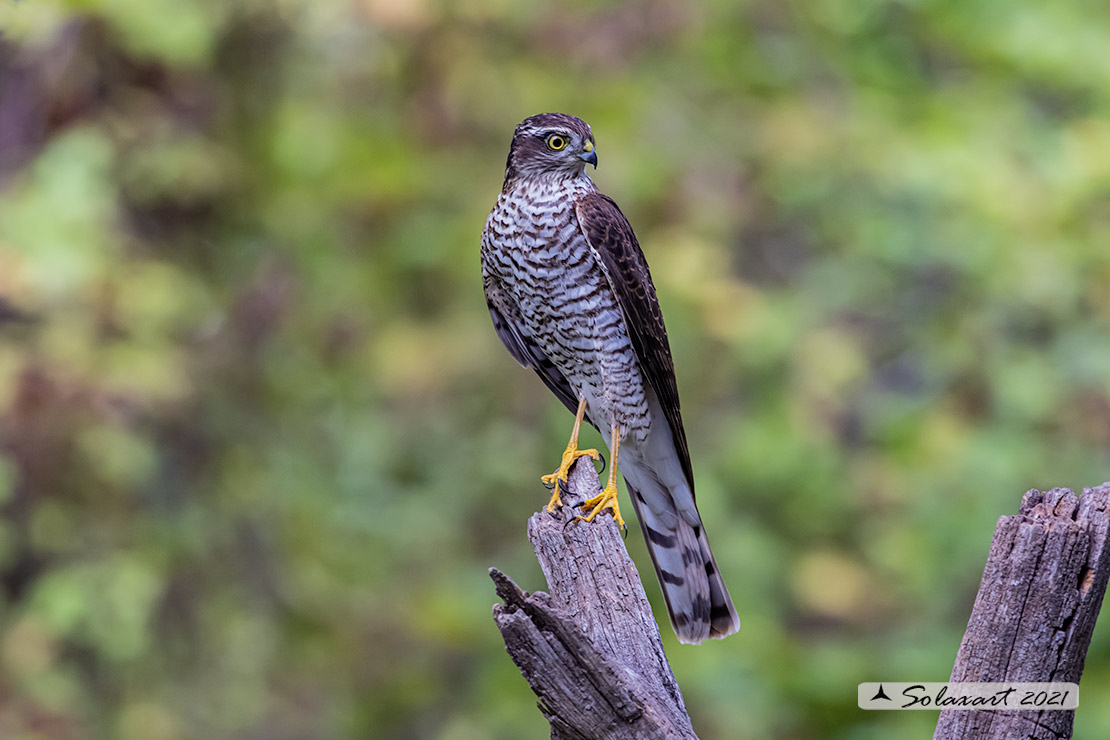 Accipiter nisus - Sparviere - Eurasian Sparrowhawk