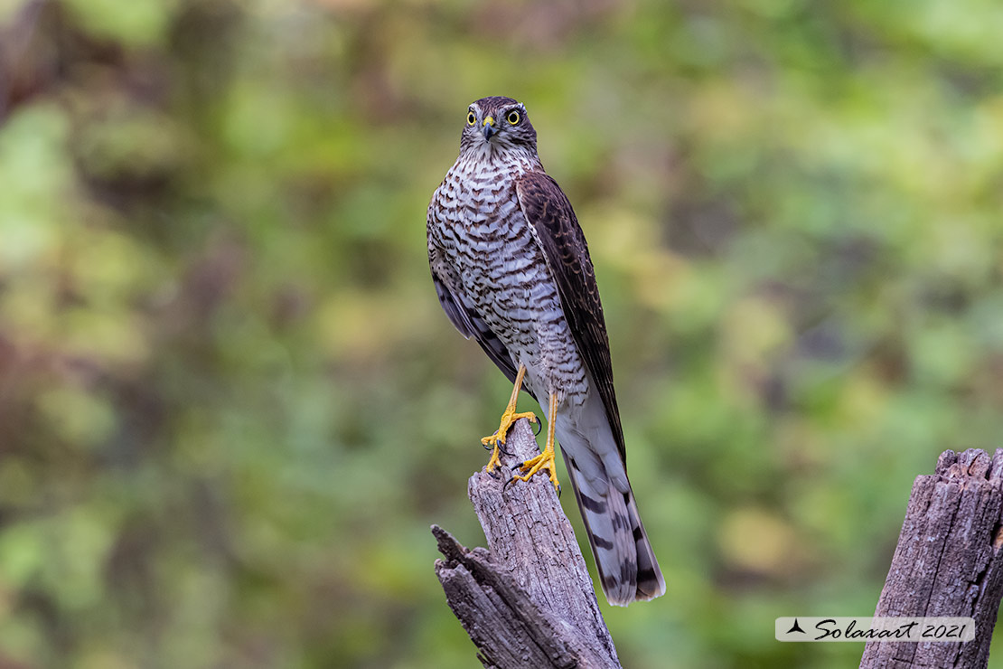 Accipiter nisus - Sparviere - Eurasian Sparrowhawk