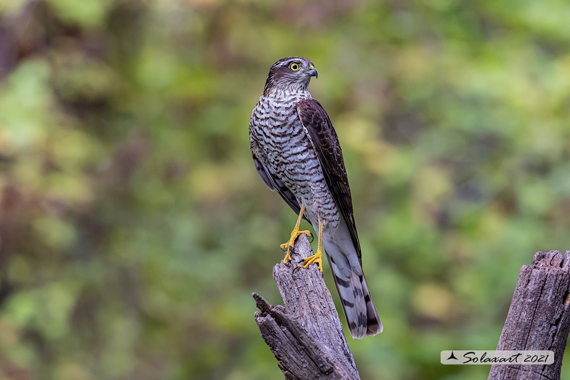 Accipiter nisus - Sparviere - Eurasian Sparrowhawk