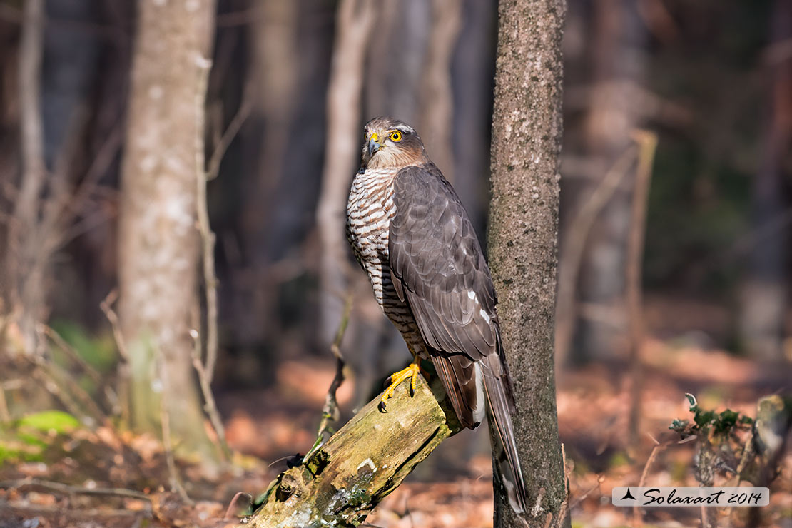 Accipiter nisus - Sparviere - Eurasian Sparrowhawk