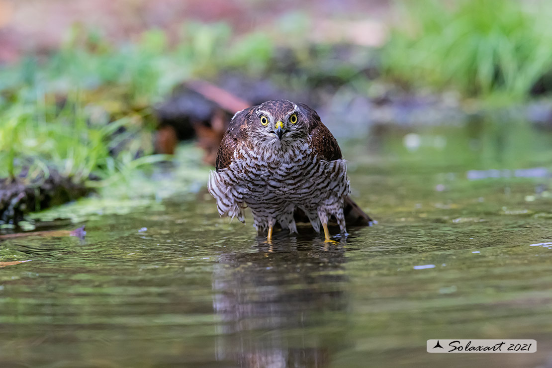 Accipiter nisus - Sparviere - Eurasian Sparrowhawk