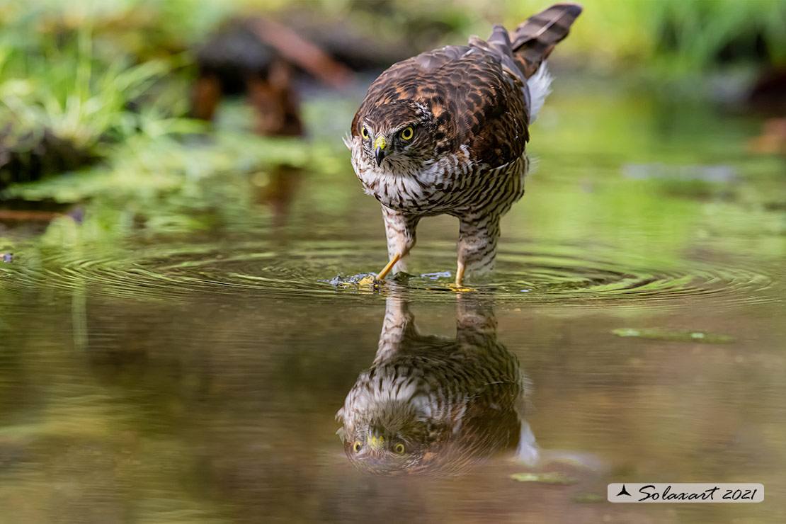 Accipiter nisus - Sparviere - Eurasian Sparrowhawk