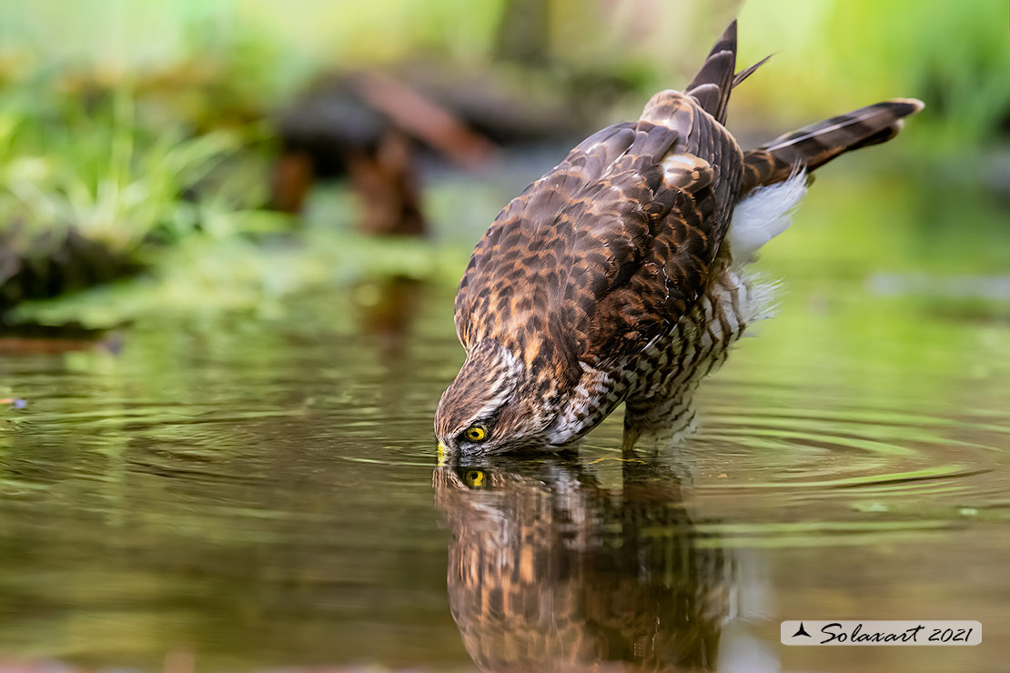 Accipiter nisus - Sparviere - Eurasian Sparrowhawk