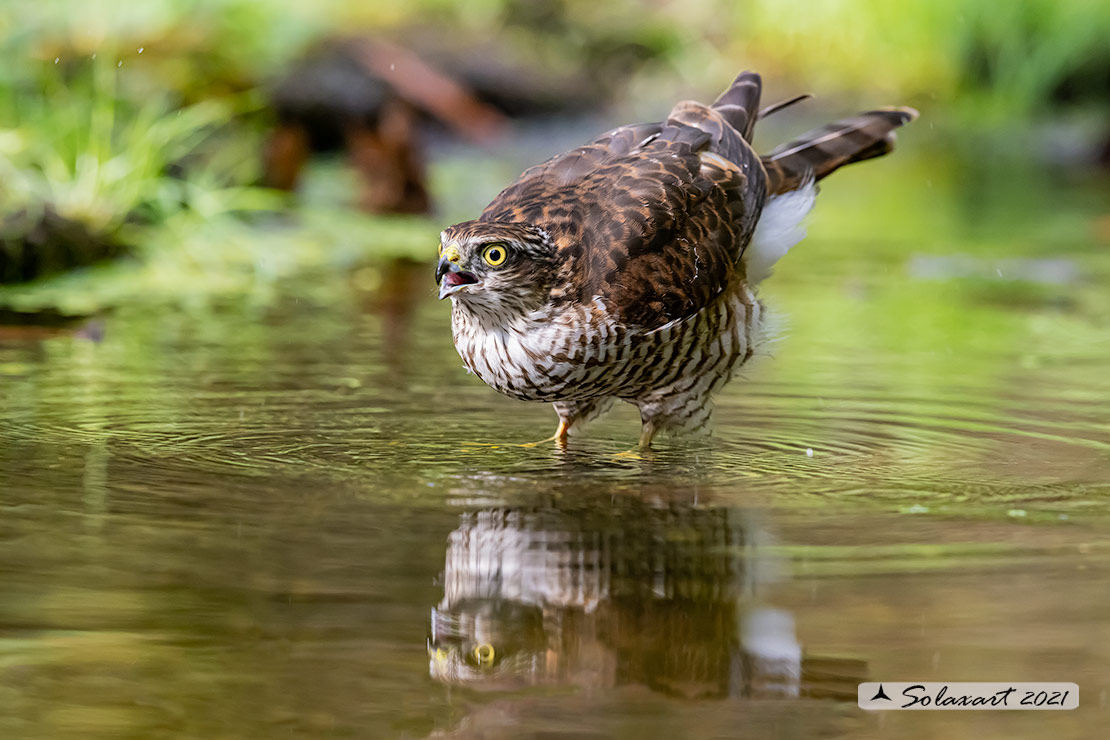 Accipiter nisus - Sparviere - Eurasian Sparrowhawk