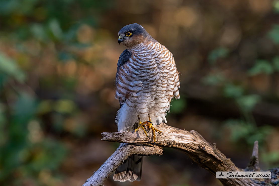 Accipiter nisus - Sparviere - Eurasian Sparrowhawk