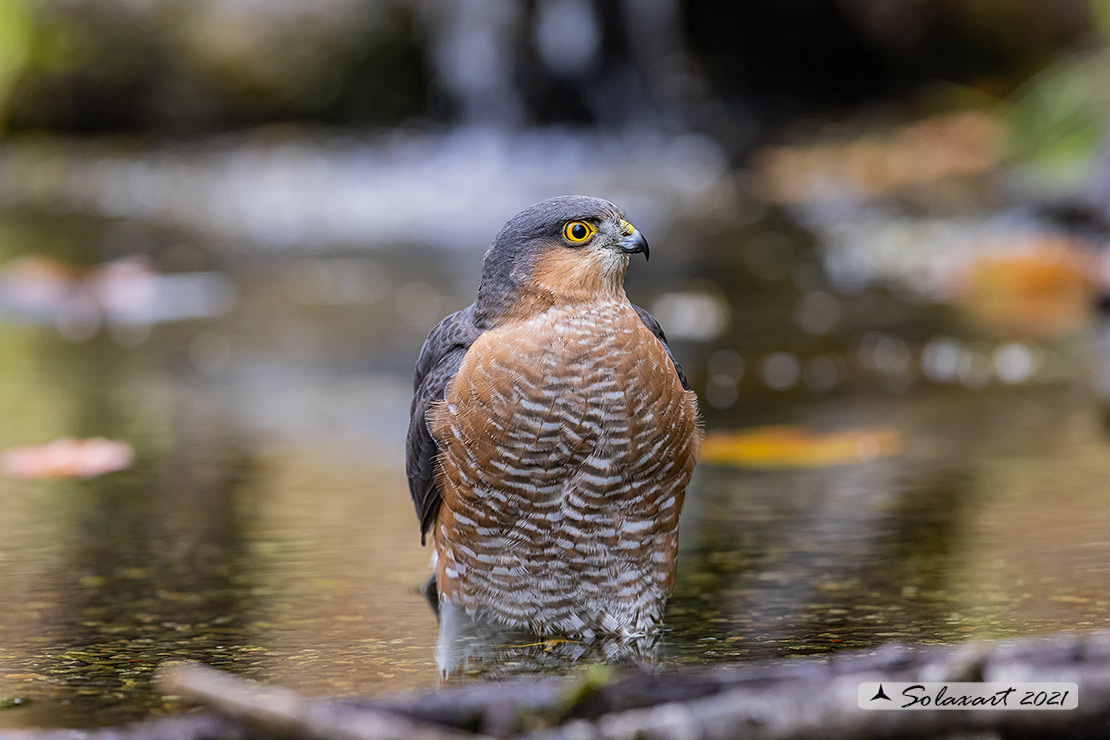 Accipiter nisus - Sparviere - Eurasian Sparrowhawk