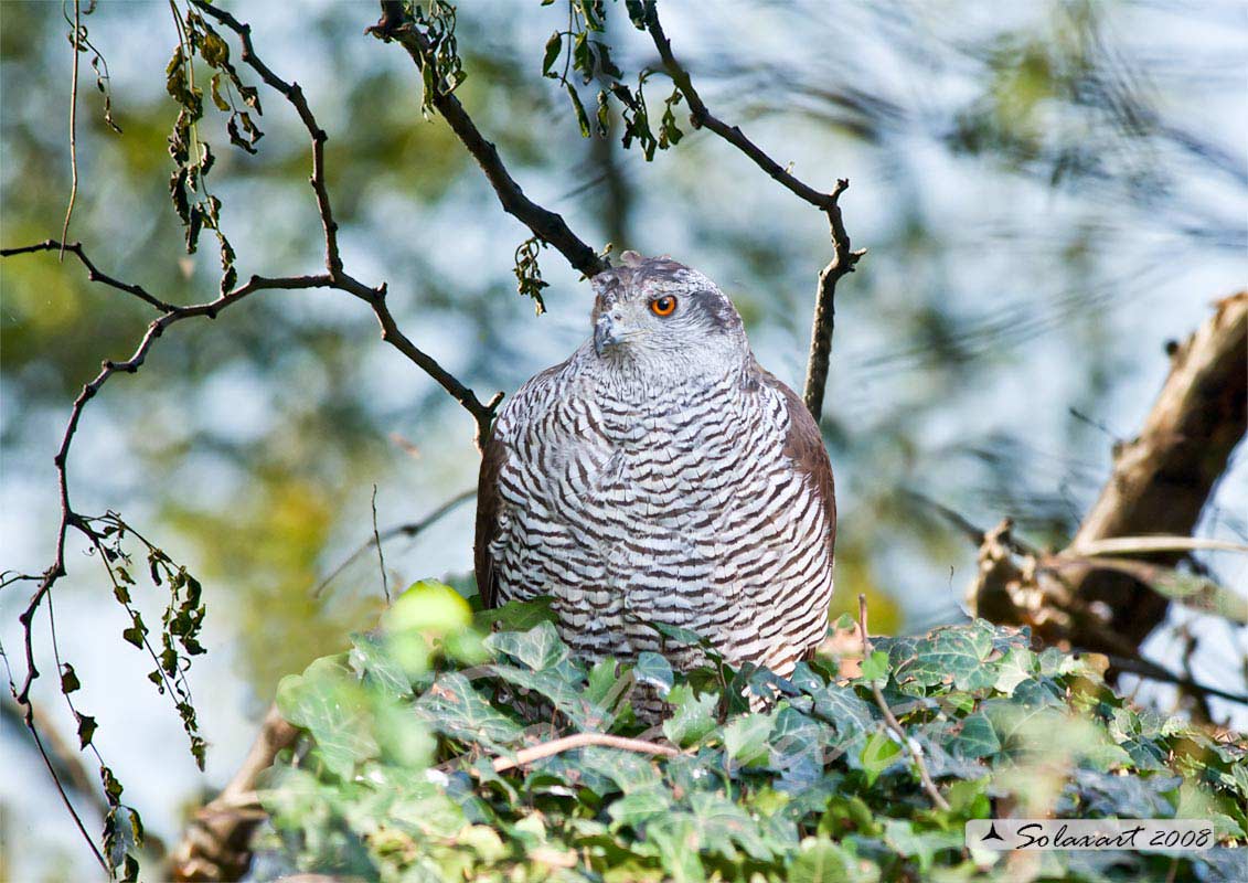 Sparviere (Accipiter nisus) in cova