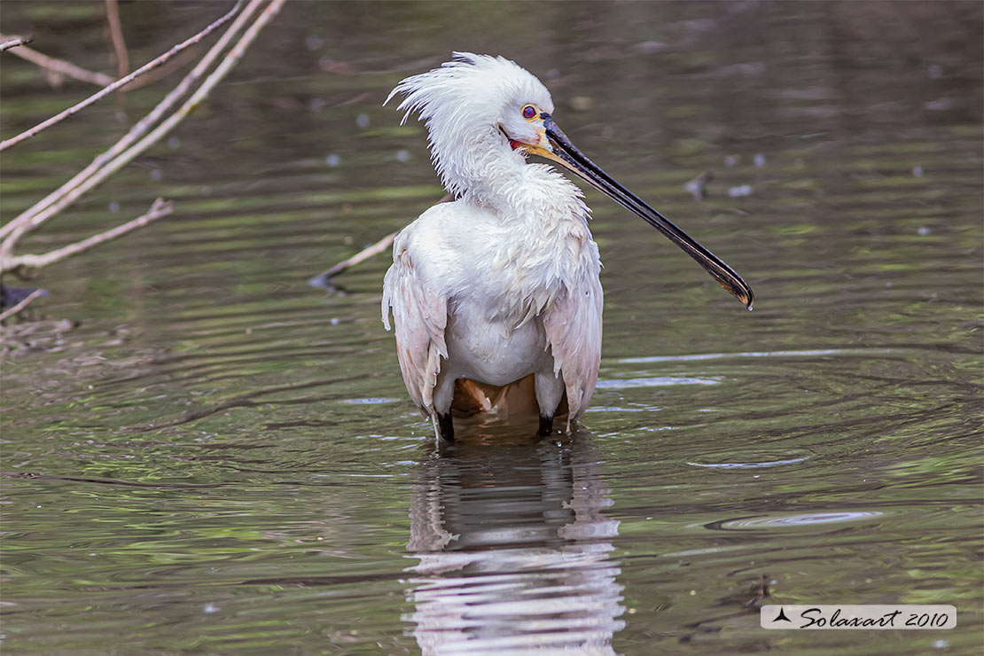 Platalea leucorodia :  Spatola ;  Eurasian Spoonbill