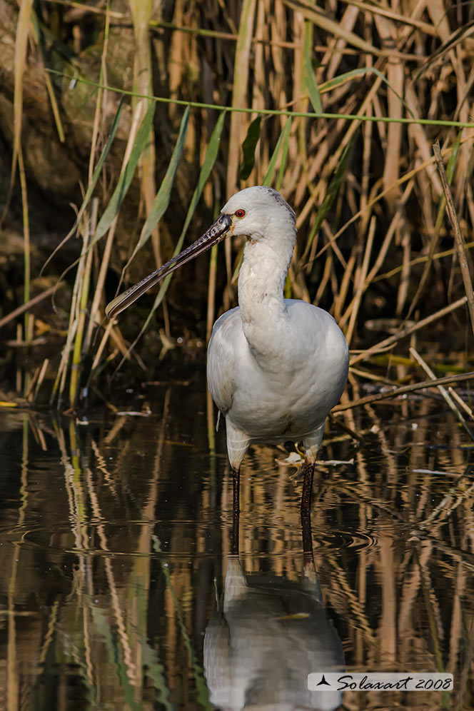 Platalea leucorodia :  Spatola ;  Eurasian Spoonbill