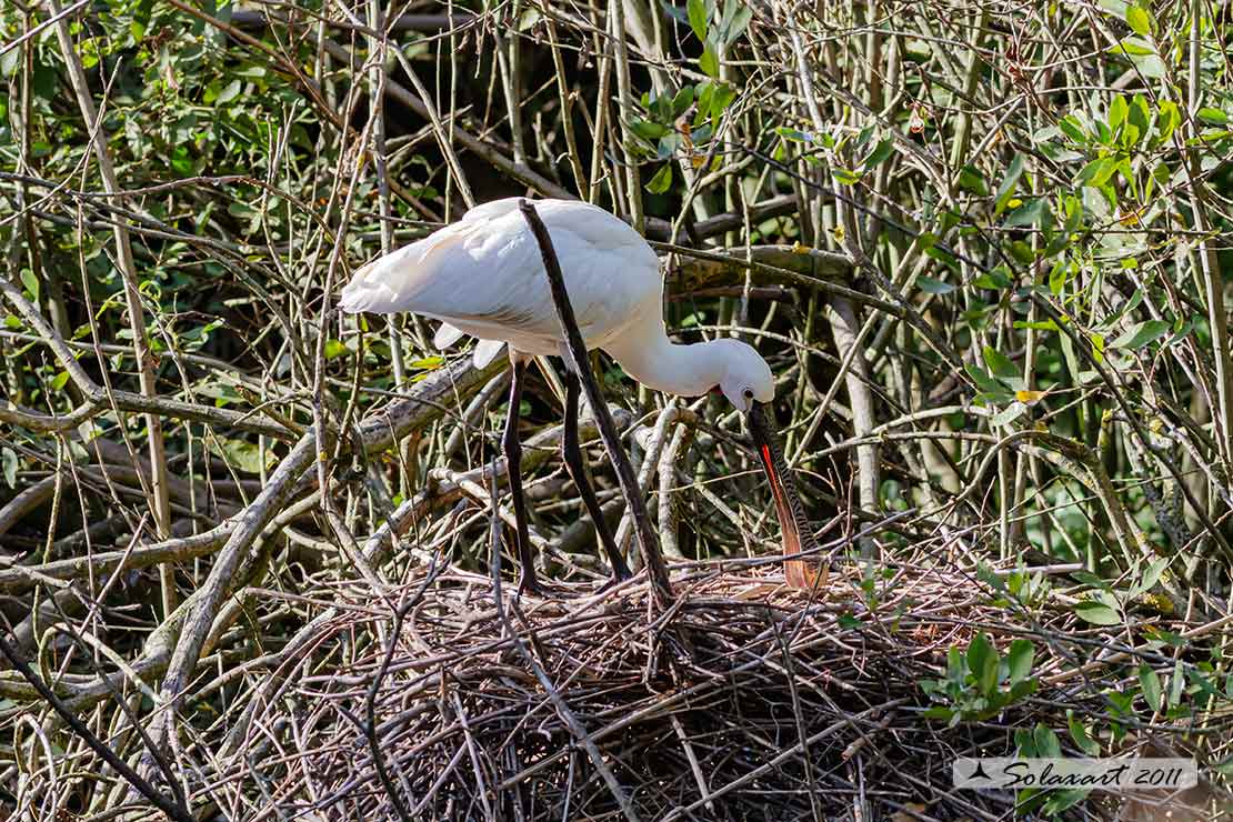 Platalea leucorodia :  Spatola ;  Eurasian Spoonbill