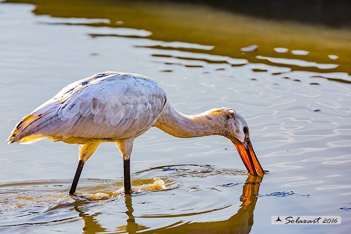 Platalea leucorodia :  Spatola ;  Eurasian Spoonbill